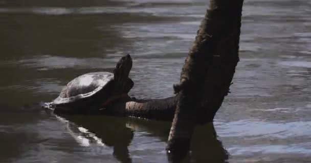 Une tortue Terrapin à oreilles rouges à l'étang — Video