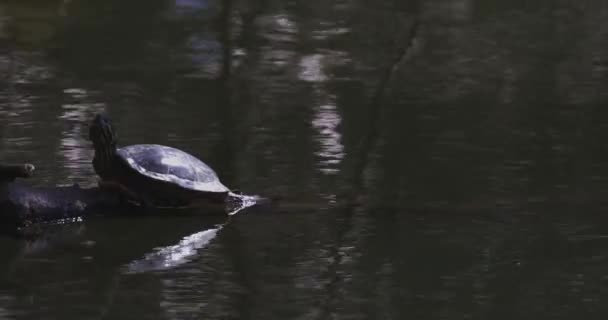 Une tortue Terrapin à oreilles rouges à l'étang — Video