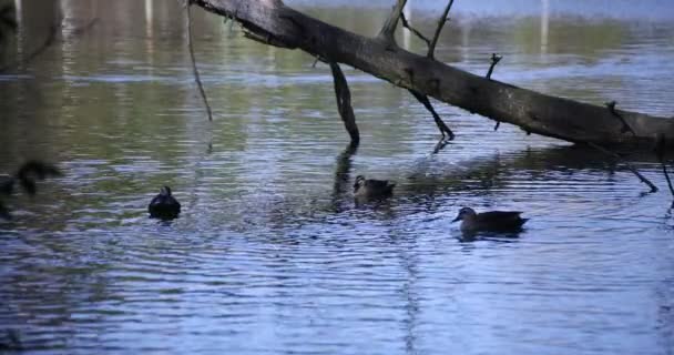 池の中のアヒルのゆっくりとした動きは、日中撮影 — ストック動画