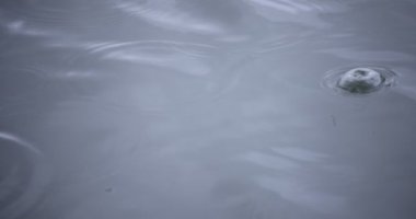 Yağmur damlalarının suya düşüşü. Yağmurlu bir gölet kapanıyor.