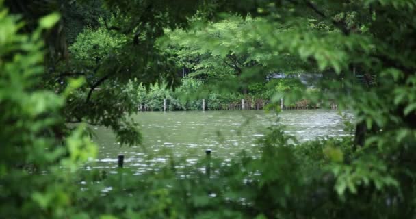 Zpomalený pohyb kapek deště a zeleného listí u vody, deštivý den v jezírku — Stock video