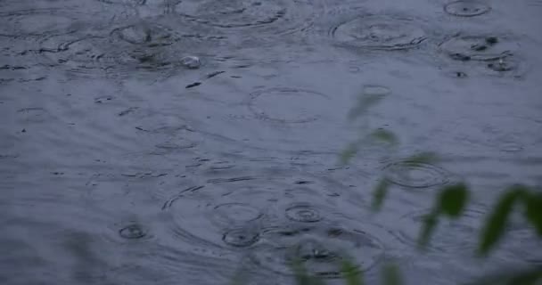 Una cámara lenta de gota de lluvia y hoja verde cerca del agua el día lluvioso del estanque — Vídeos de Stock