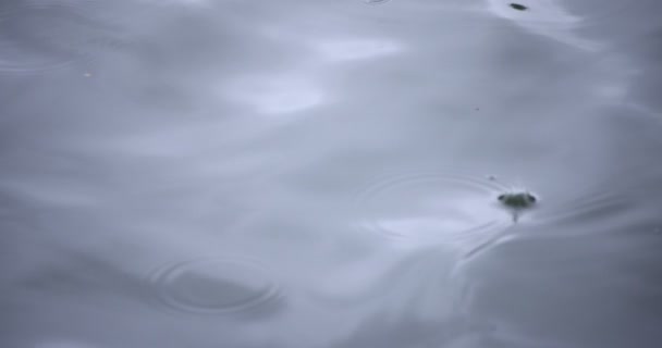 Una cámara lenta de lluvia cae en el agua el primer día lluvioso del estanque — Vídeos de Stock