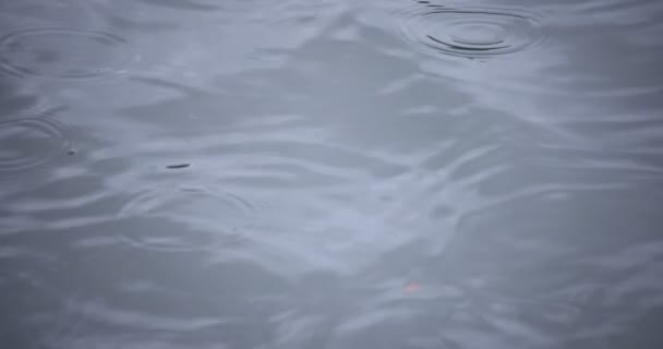 Un lent mouvement de chute de pluie dans l'eau l'étang jour de pluie gros plan — Video