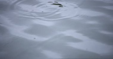 Yağmur damlalarının suya düşüşü. Yağmurlu bir gölet kapanıyor.