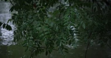 Yavaş bir yağmur damlası ve yeşil yaprak gölet kenarında yağmurlu bir gün.