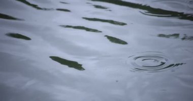 Yağmur damlalarının suya düşüşü. Yağmurlu bir gölet kapanıyor.