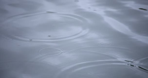 Un lent mouvement de chute de pluie dans l'eau l'étang jour de pluie gros plan — Video