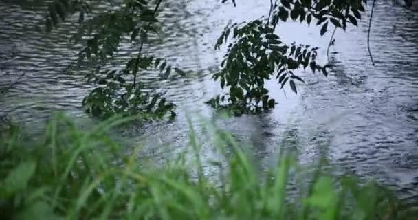 Un lent mouvement de chute de pluie et de feuilles vertes près de l'eau le jour de pluie de l'étang — Video