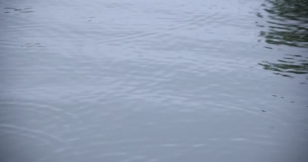 Un lent mouvement de chute de pluie dans l'eau le jour de pluie de l'étang — Video