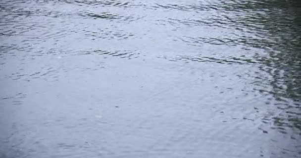 Un lent mouvement de chute de pluie dans l'eau le jour de pluie de l'étang — Video