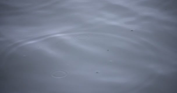 A slow motion of rain drop in the water the pond rainy day closeup — 图库视频影像