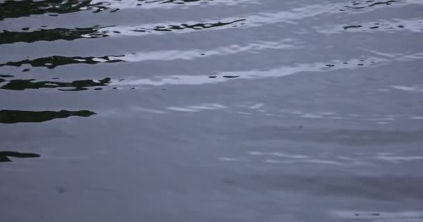 En långsam rörelse av regn droppe i vattnet dammen regnig dag närbild — Stockvideo