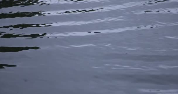 Un lent mouvement de chute de pluie dans l'eau l'étang jour de pluie gros plan — Video