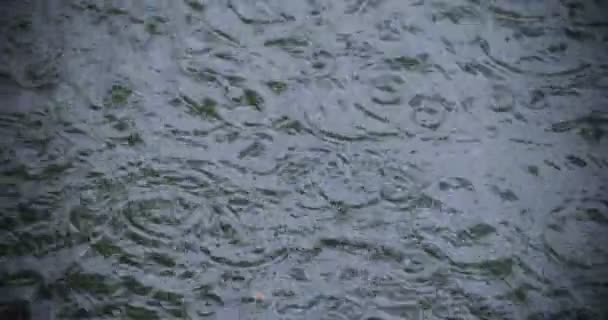 Un lent mouvement de chute de pluie dans l'eau l'étang jour de pluie gros plan — Video