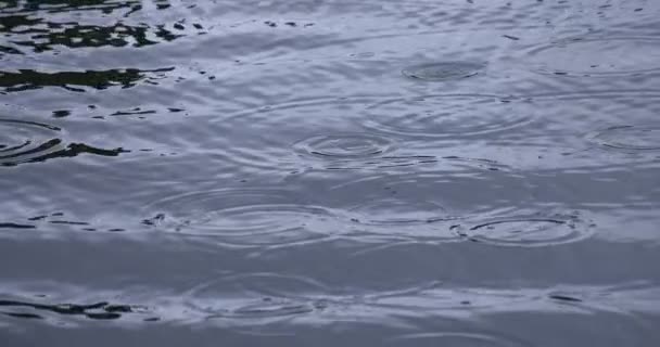 Zpomalený pohyb kapky deště ve vodě, deštivý den v jezírku — Stock video