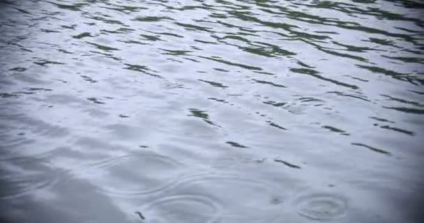 Un lent mouvement de chute de pluie dans l'eau le jour de pluie de l'étang — Video