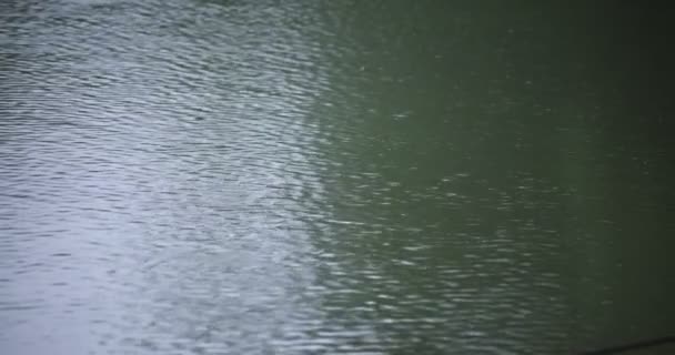 Powolny ruch kropli deszczu w wodzie w deszczowy dzień stawu — Wideo stockowe
