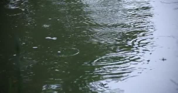 Повільний рух падіння дощу у воді дощовий день ставка — стокове відео