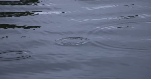 En långsam rörelse av regn droppe i vattnet dammen regnig dag närbild — Stockvideo