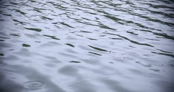 Un lent mouvement de chute de pluie dans l'eau le jour de pluie de l'étang — Video