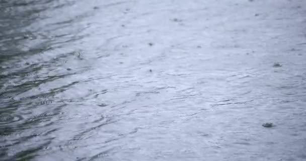 En långsam rörelse av regn droppe i vattnet dammen regnig dag — Stockvideo