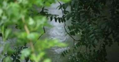 Yavaş bir yağmur damlası ve yeşil yaprak gölet kenarında yağmurlu bir gün.