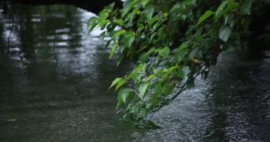 Yavaş bir yağmur damlası ve yeşil yaprak gölet kenarında yağmurlu bir gün.