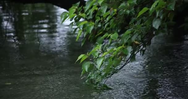 池の近くに雨滴と緑の葉の遅い動き雨の日 — ストック動画