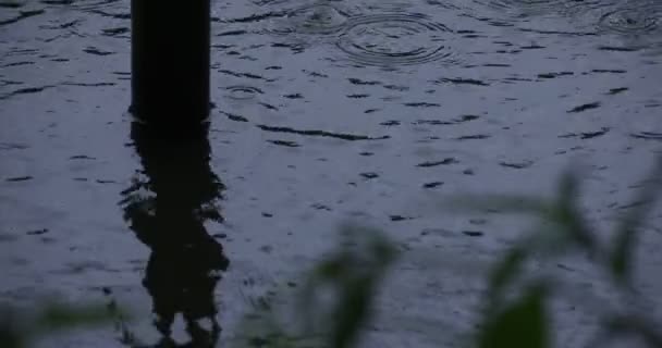 Μια αργή κίνηση της πτώσης της βροχής και πράσινο φύλλο κοντά στο νερό η λίμνη βροχερή μέρα — Αρχείο Βίντεο