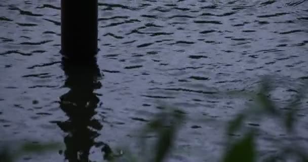 Un lent mouvement de chute de pluie et de feuilles vertes près de l'eau le jour de pluie de l'étang — Video