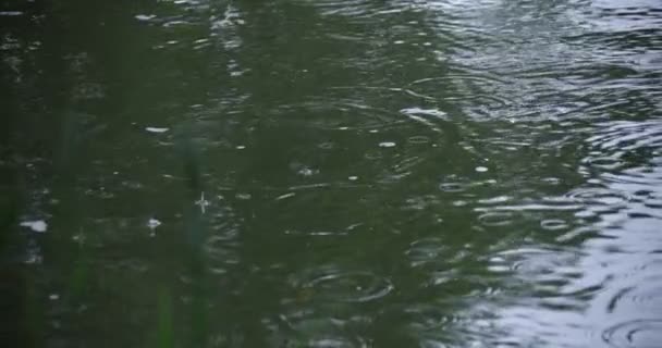 Powolny ruch kropli deszczu w wodzie w deszczowy dzień stawu — Wideo stockowe