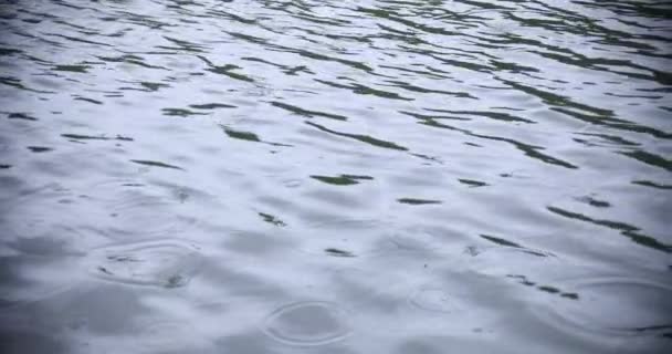 Un lent mouvement de chute de pluie dans l'eau le jour de pluie de l'étang — Video