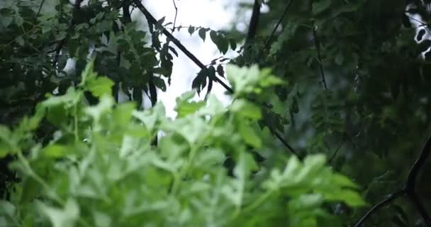 Una cámara lenta de hojas verdes cerca del bosque día lluvioso — Vídeos de Stock