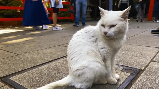 Vit katt vilar på gatan i helgedomen handhållen — Stockvideo