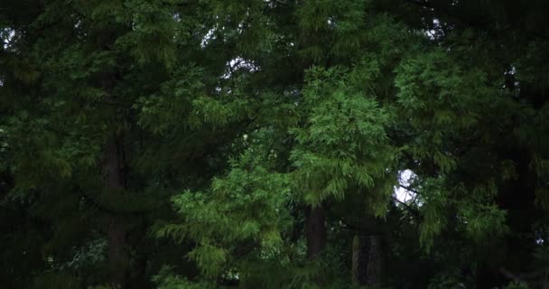 Un lent mouvement de feuilles vertes près de la forêt jour de pluie — Video