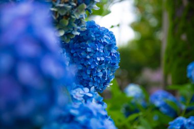 Japonya 'daki bahçede ortanca çiçeği Yağmurlu bir günde yakın plan