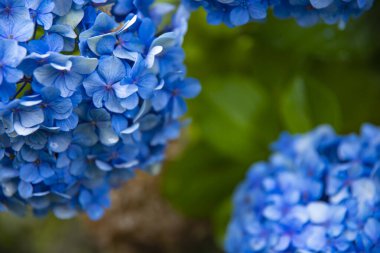 Japonya 'daki bahçede ortanca çiçeği Yağmurlu bir günde yakın plan