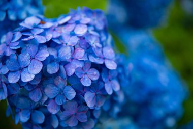 Japonya 'daki bahçede ortanca çiçeği Yağmurlu bir günde yakın plan