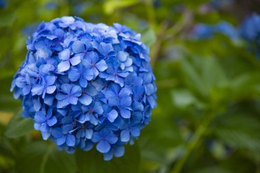 Japonya 'daki bahçede ortanca çiçeği Yağmurlu bir günde yakın plan