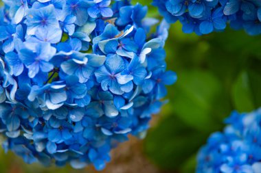 Japonya 'daki bahçede ortanca çiçeği Yağmurlu bir günde yakın plan