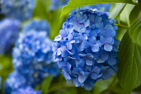 Hydrangea flower at the garden in Japan rainy day closeup — Stock Photo, Image