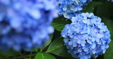 Japonya 'daki bahçede ortanca çiçeği yağmurlu bir günde yakından odaklan.