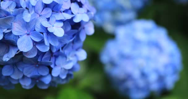 Japonya 'daki bahçede ortanca çiçeği yağmurlu bir günde yakından odaklan. — Stok video