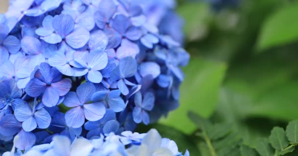 Hydrangea blomma på trädgården i Japan regnig dag närbild — Stockvideo