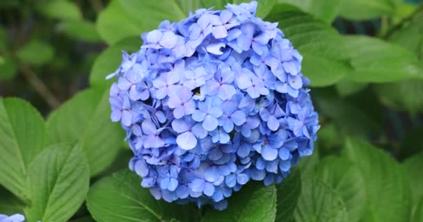 Hortensia fleur dans le jardin au Japon jour de pluie gros plan mise au point — Video