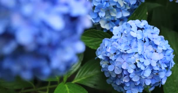 Hydrangea blomma på trädgården i Japan regnig dag närbild med fokus — Stockvideo