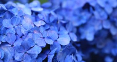 Japonya 'daki bahçede ortanca çiçeği Yağmurlu bir günde yakın plan