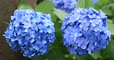 Japonya 'daki bahçede ortanca çiçeği Yağmurlu bir günde yakın plan