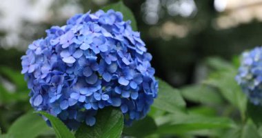 Japonya 'daki bahçede ortanca çiçeği yağmurlu bir günde yakın çekim